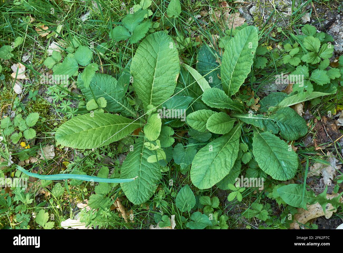 fresh plants of Primula vulgaris Stock Photo