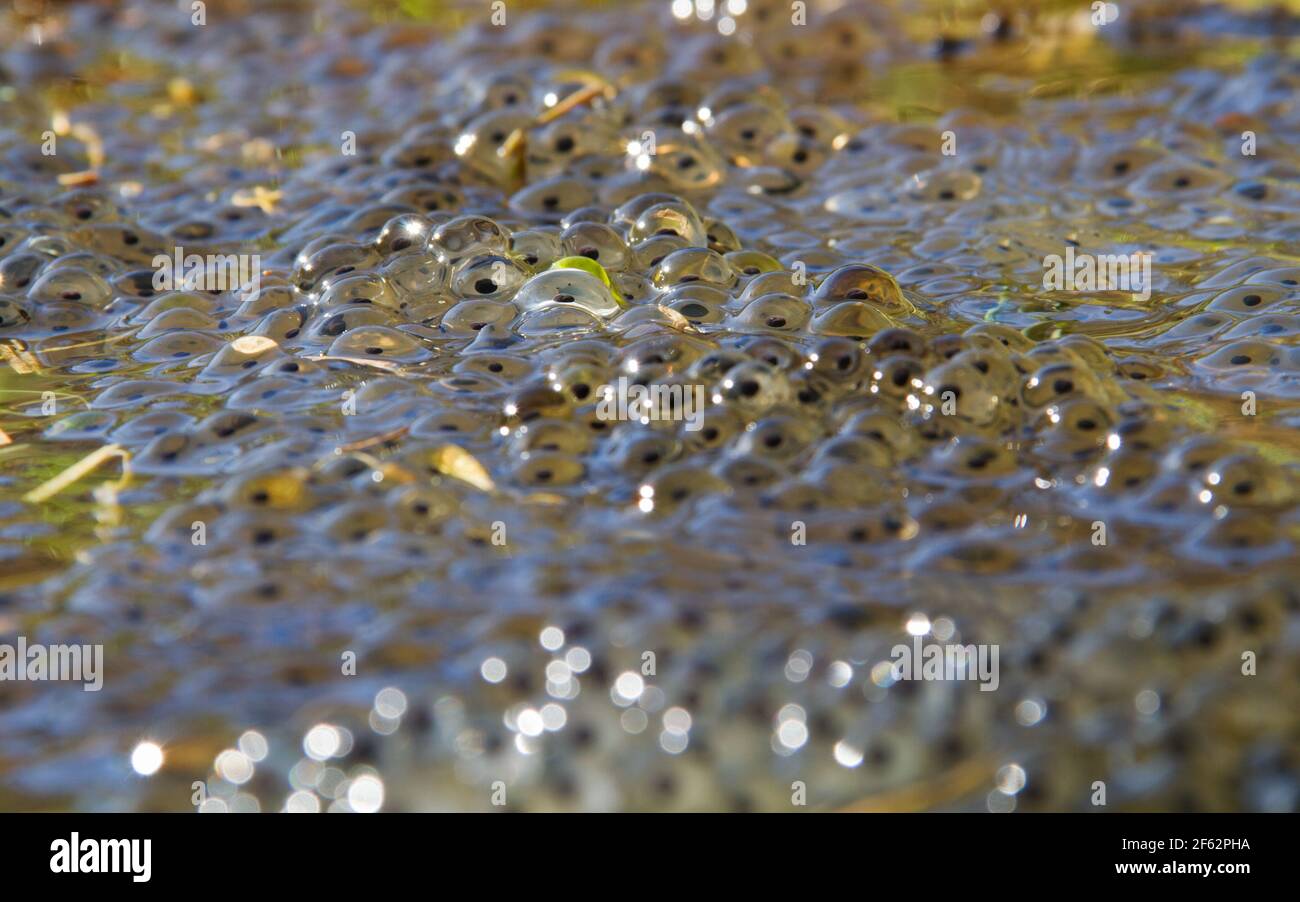 Close up of frogspawn in water Stock Photo