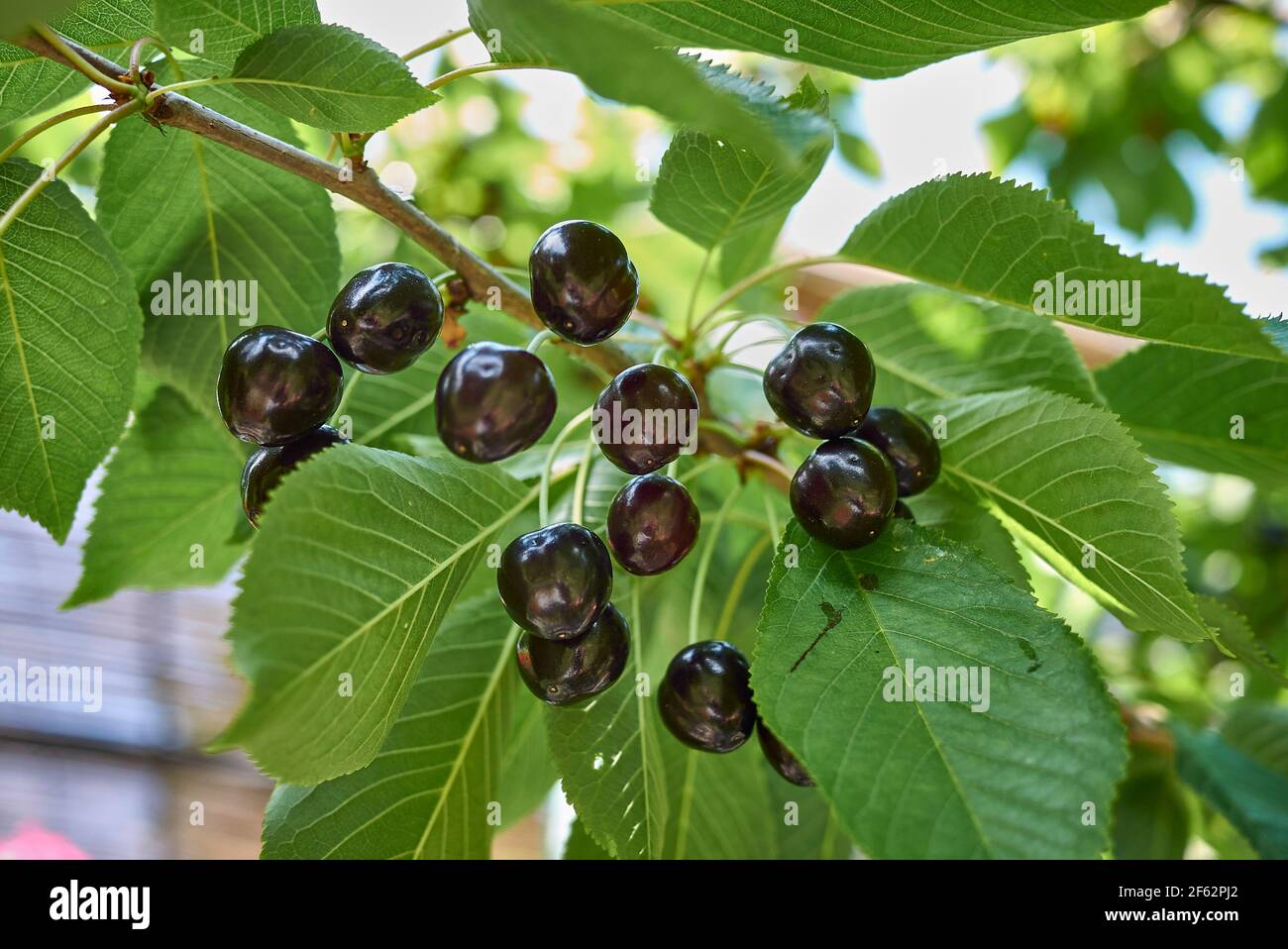 Prunus cerasus branch close up with sour cherries Stock Photo