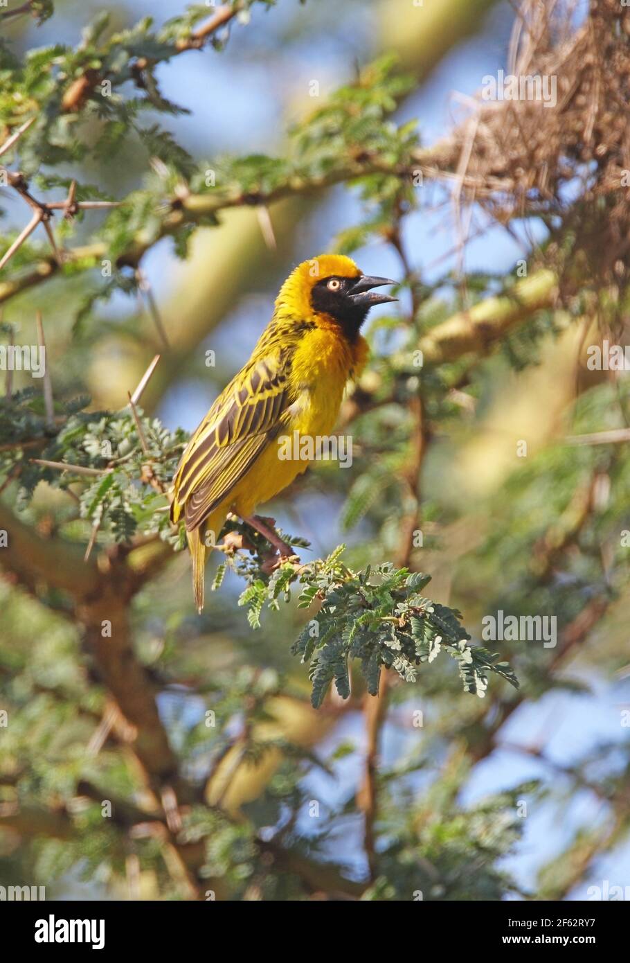 Speke's Weaver (Ploceus spekei) adult male in song Kenya               October Stock Photo