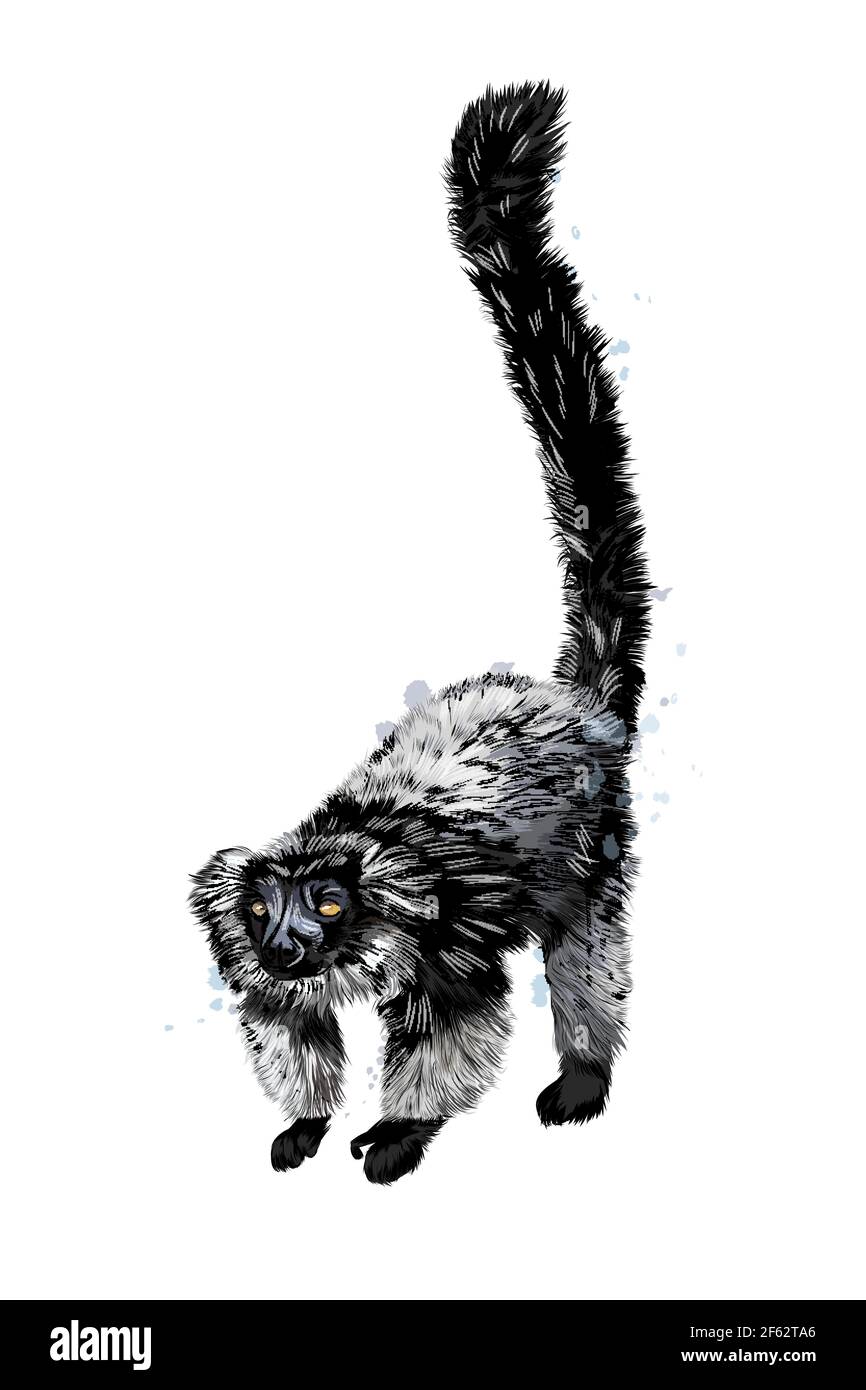 Black sclater lemur from a splash of watercolor, colored drawing, realistic. Vector illustration of paints Stock Vector