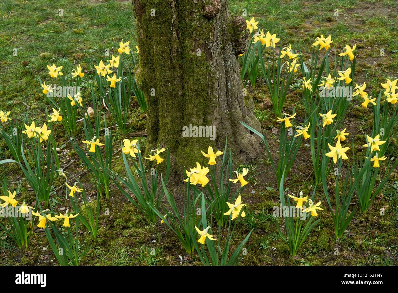 A ring of yellow daffodils surrounding a tree trunk in spring Stock Photo