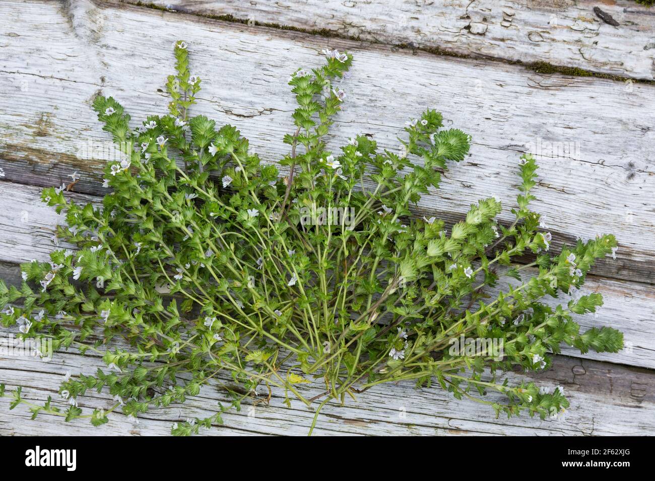 Augentrost, Kräuterernte, Kräuter sammeln, Euphrasia spec., eyebright, Färöer, Färöer-Inseln, Färöer Inseln, Faroe, Faeroe Islands, Les Îles Féroé Stock Photo