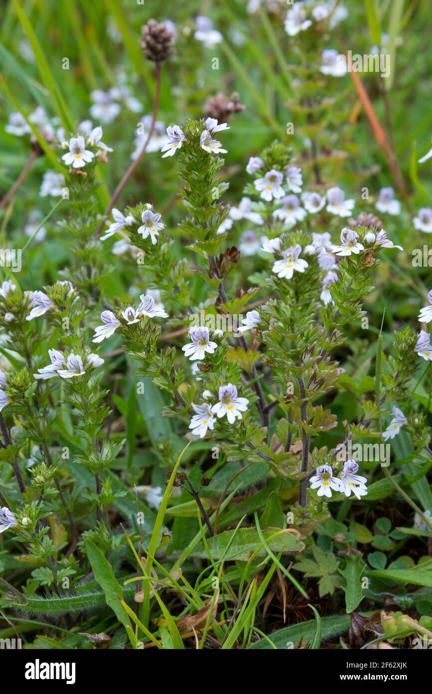 Augentrost, Euphrasia spec., eyebright, Färöer, Färöer-Inseln, Färöer Inseln, Faroe, Faeroe Islands, Les Îles Féroé Stock Photo