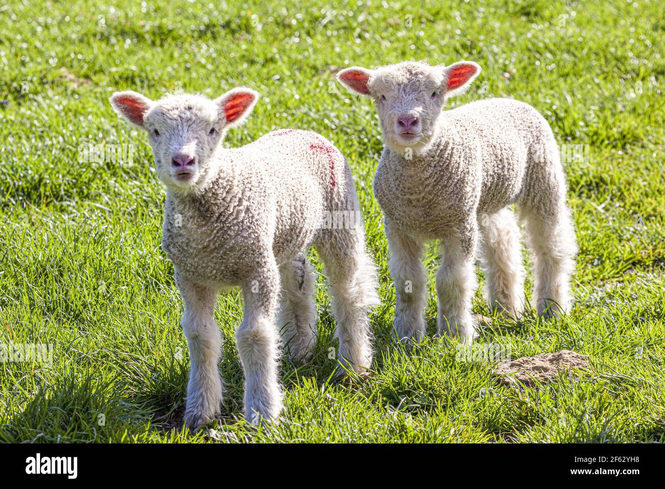 Twin Cotswold lambs in the Cotswold village of Middle Duntisbourne, Gloucestershire UK Stock Photo