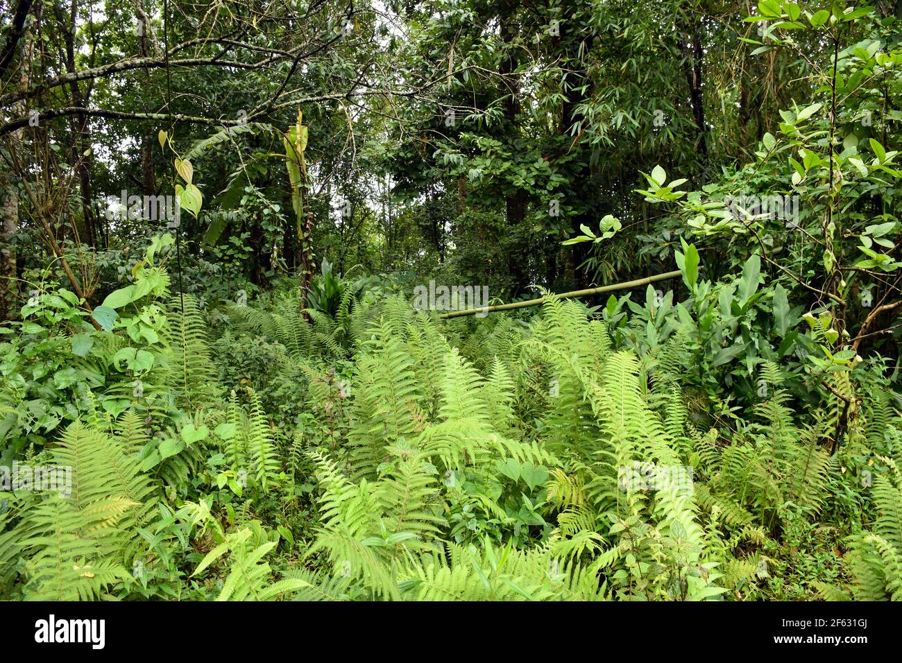 Lush green tree fern hi-res stock photography and images - Alamy