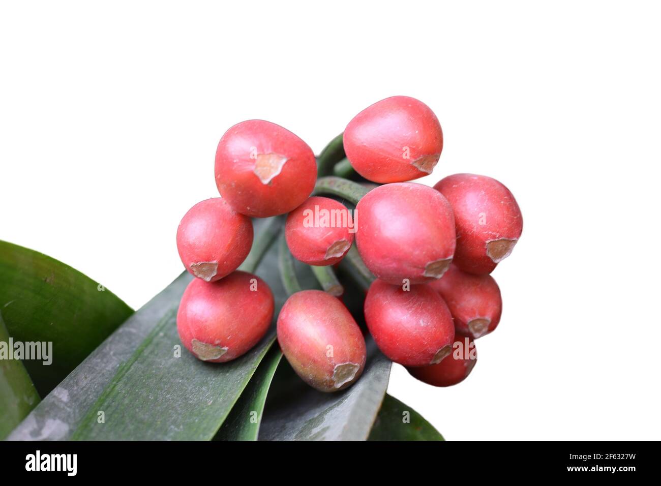 Exotic Red Bush Lily Seeds bunch with long green leaves Stock Photo