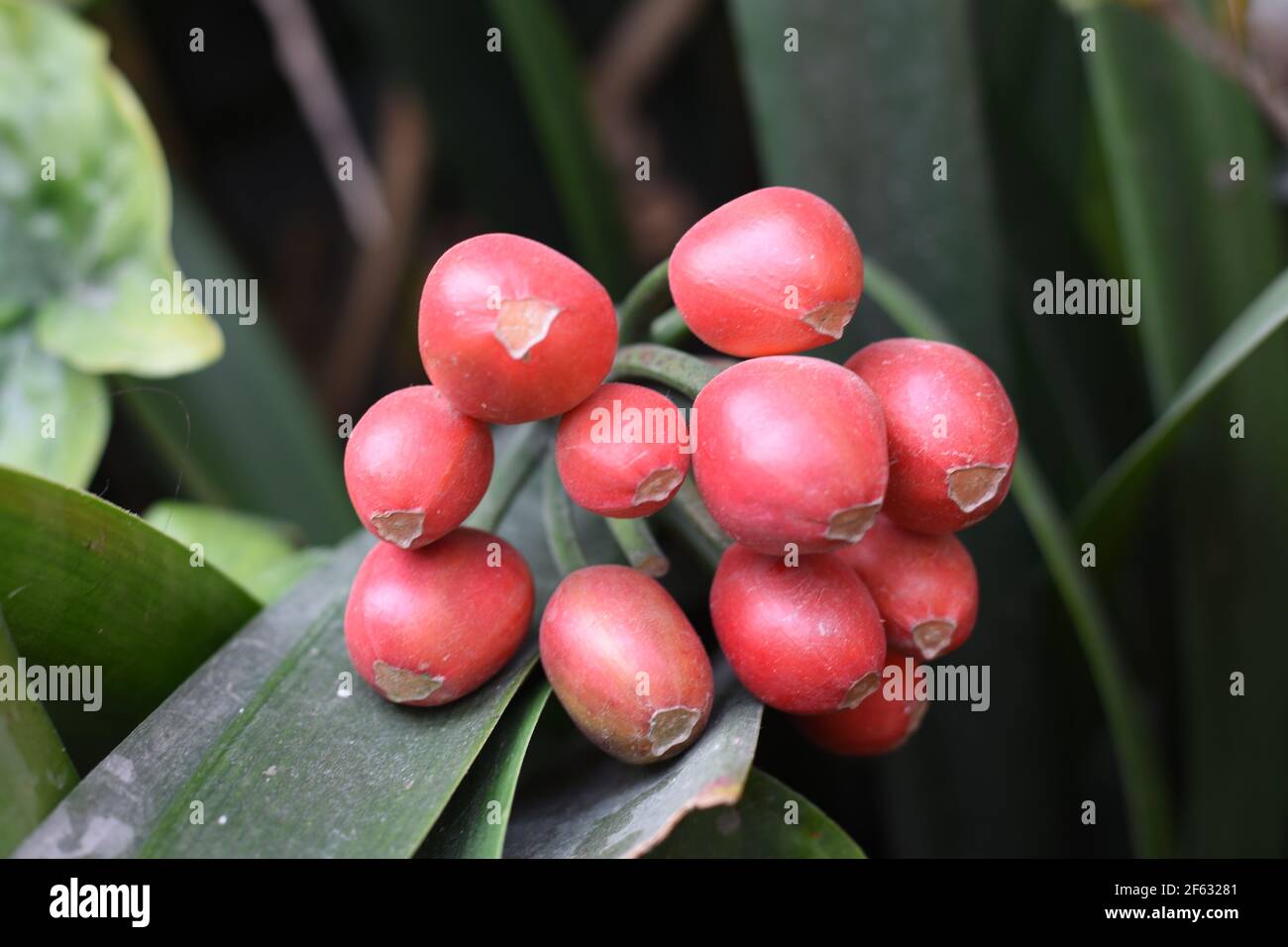 Exotic Red Bush Lily Seeds bunch with long green leaves Stock Photo