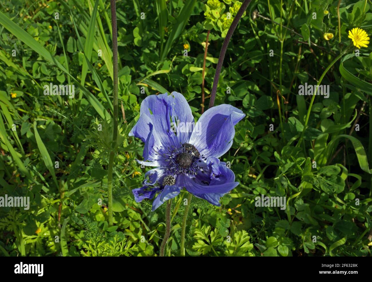 Wild peony (paeonia officinalis) close-up Stock Photo