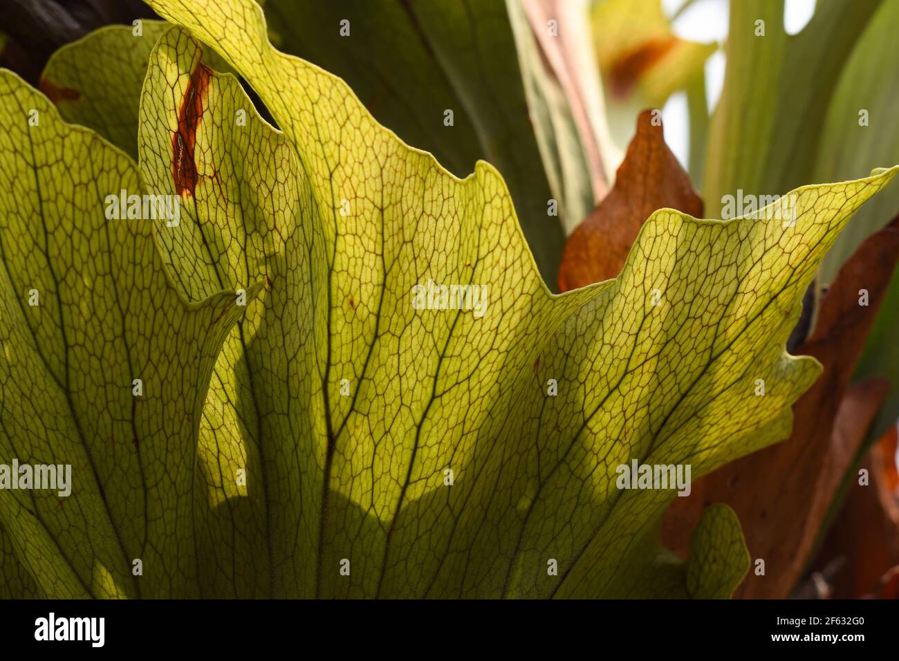 Staghorn fern cut out hi-res stock photography and images - Alamy