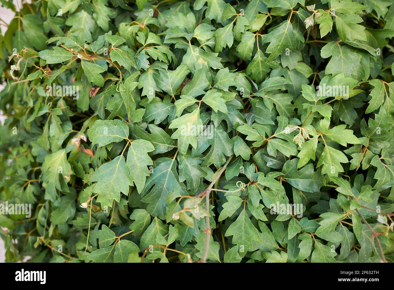 Cissus rhombifolia textured leaves Stock Photo