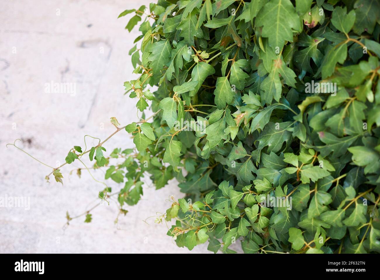 Cissus rhombifolia textured leaves Stock Photo