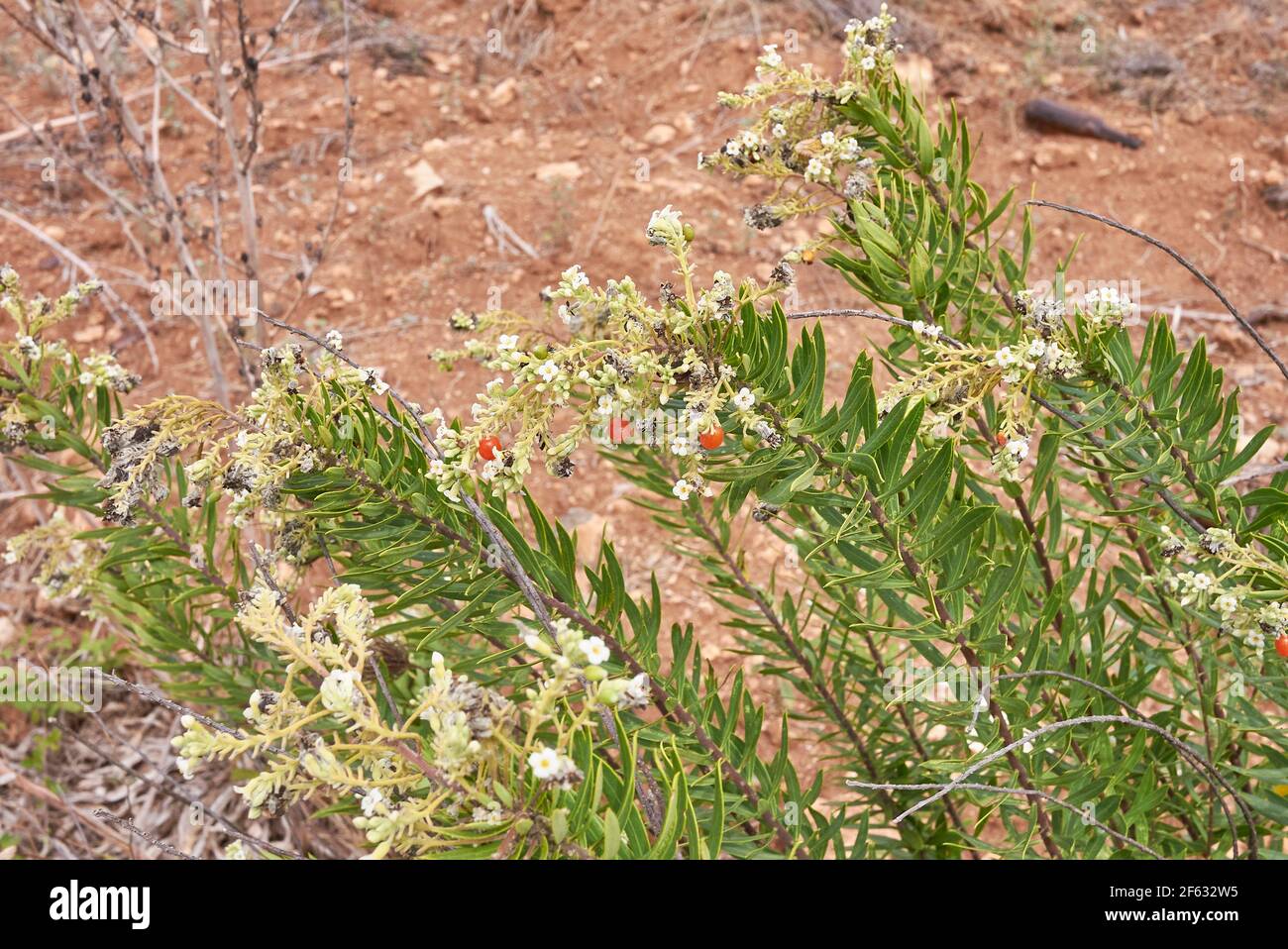 Daphne gnidium plant in bloom Stock Photo