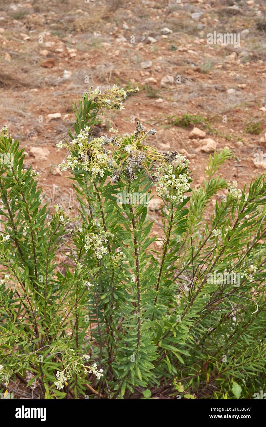 Daphne gnidium plant in bloom Stock Photo