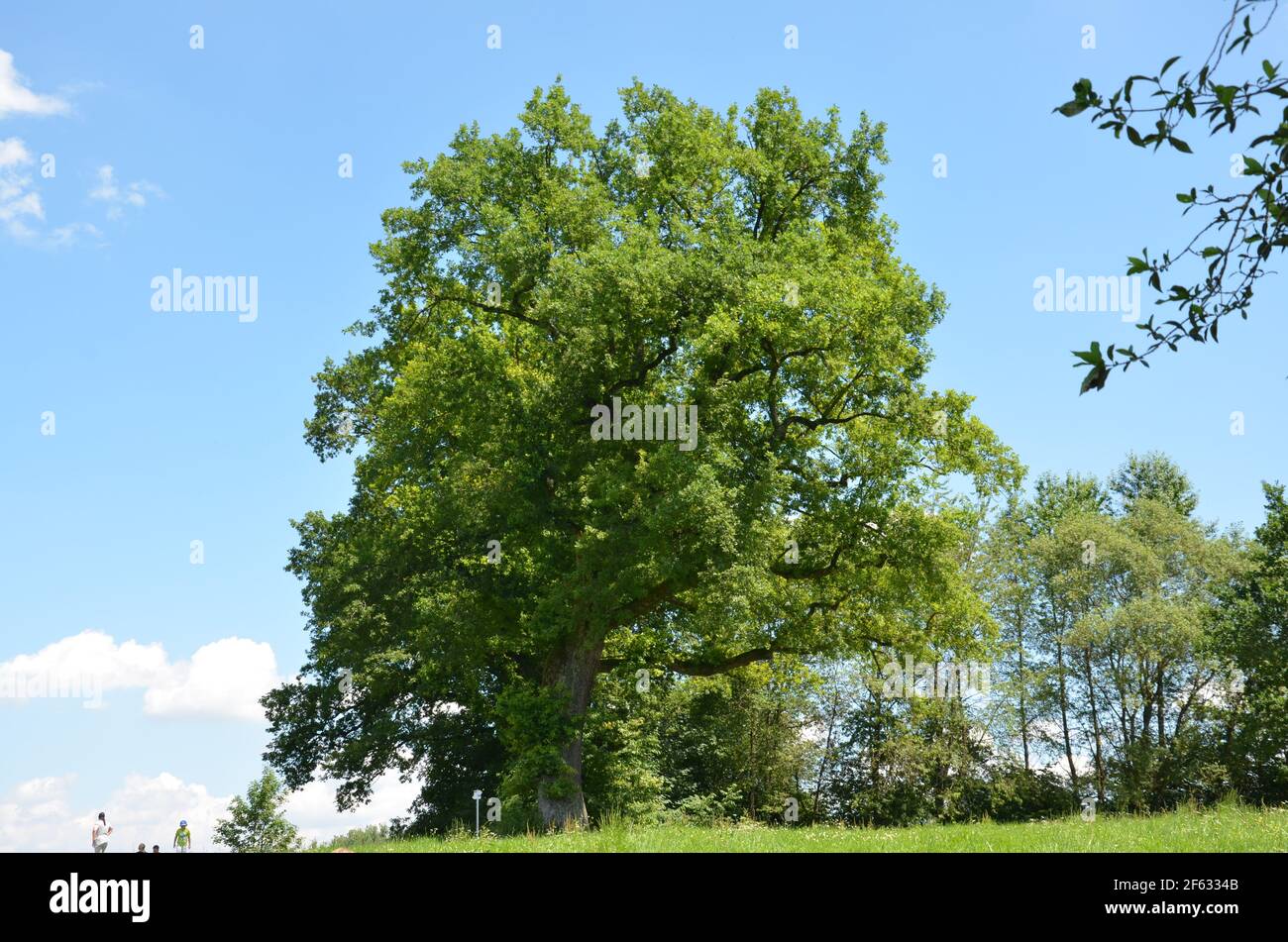 Huge oak tree hi-res stock photography and images - Alamy