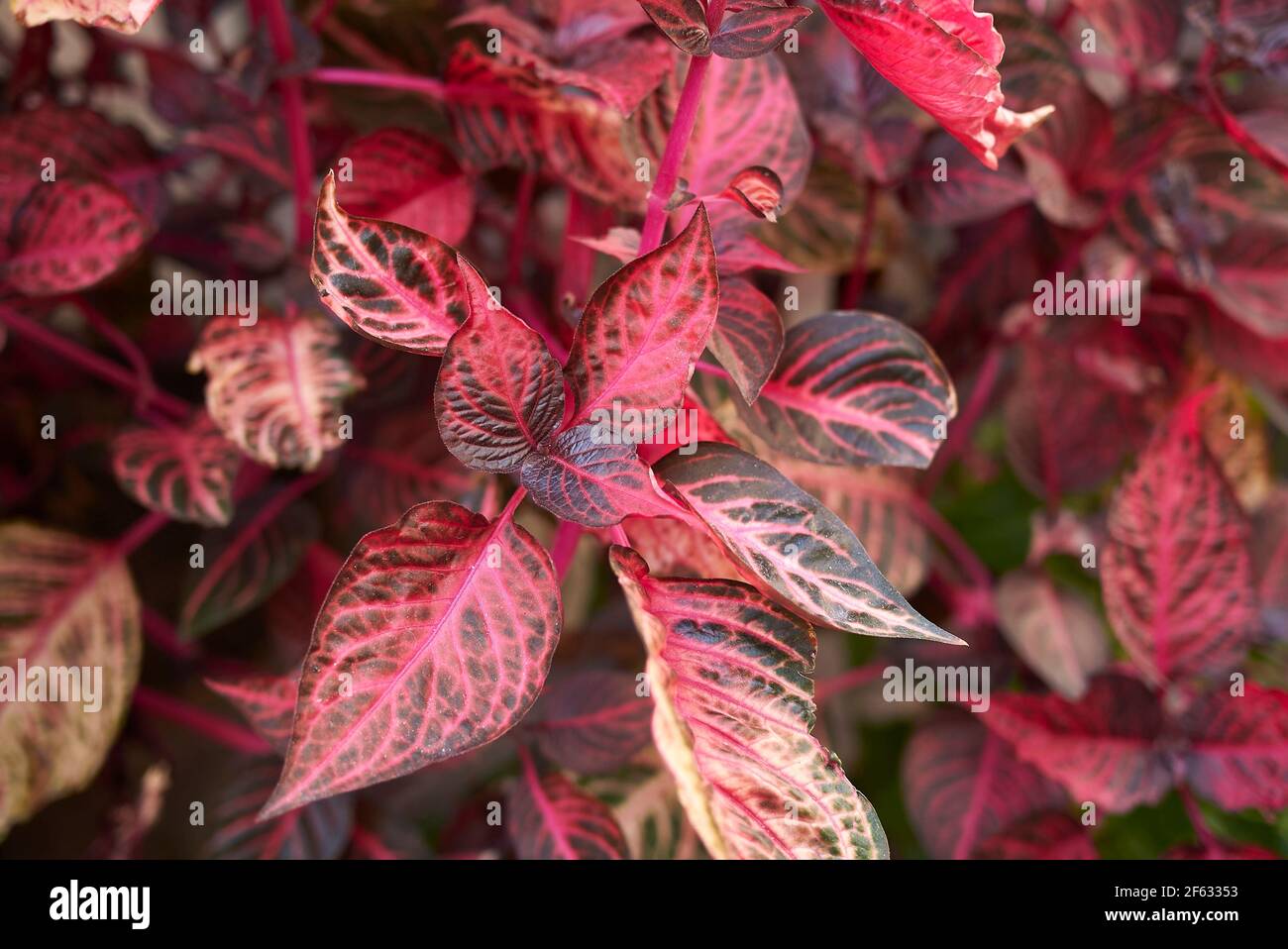 Iresine herbstii red foliage Stock Photo