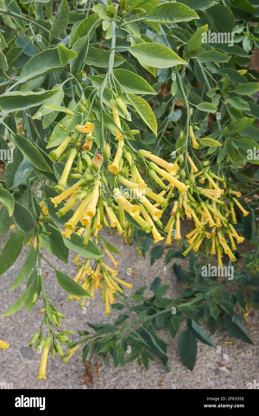 Nicotiana glauca yellow flowers Stock Photo