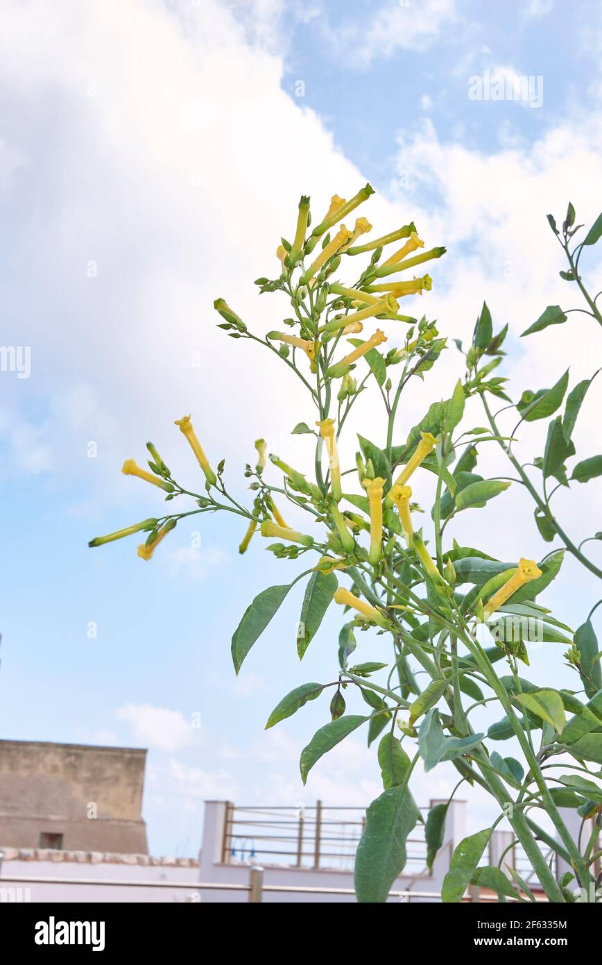 bush tobacco Wild tobacco bush hi-res stock photography and images