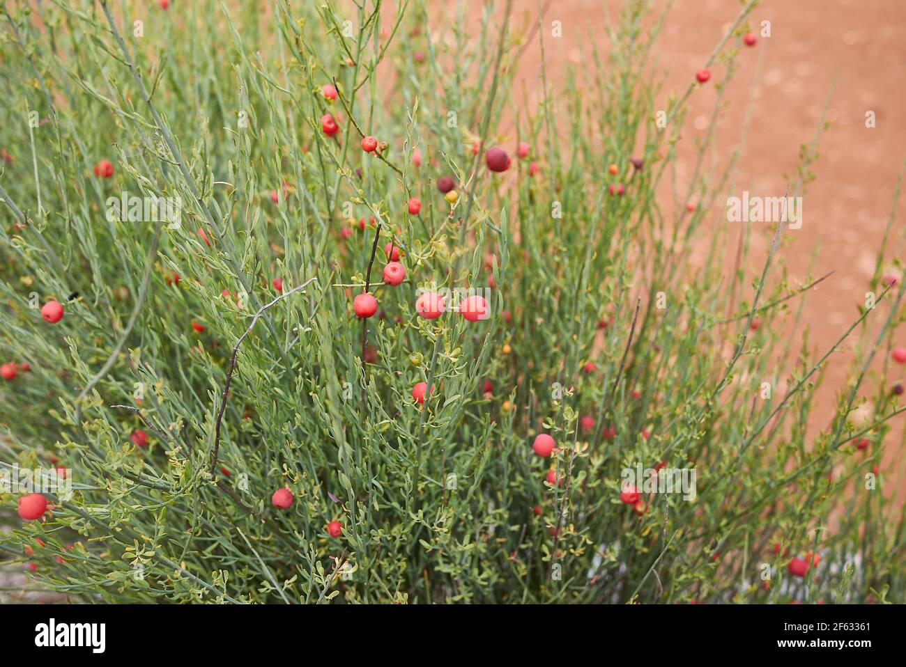 Osyris alba plant with red fruit Stock Photo