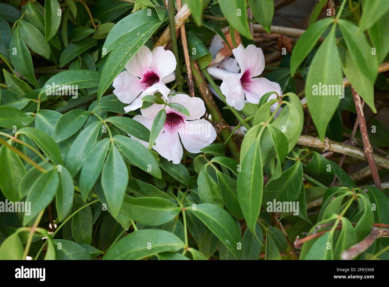 Pandorea jasminoides white and purple flowers Stock Photo