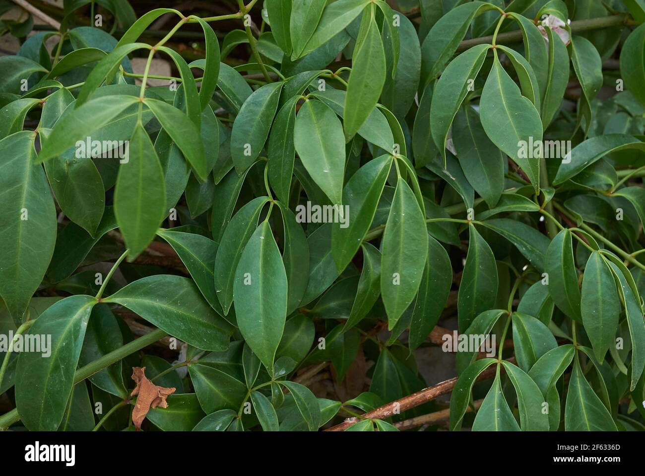 Pandorea jasminoides white and purple flowers Stock Photo