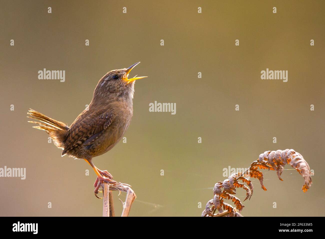 Kidderminster, UK. 29th March, 2021. UK weather: as the day draws to a close this little Jenny Wren starts singing backlit by the evening springtime sunshine. Credit: Lee Hudson/Alamy Live News Stock Photo