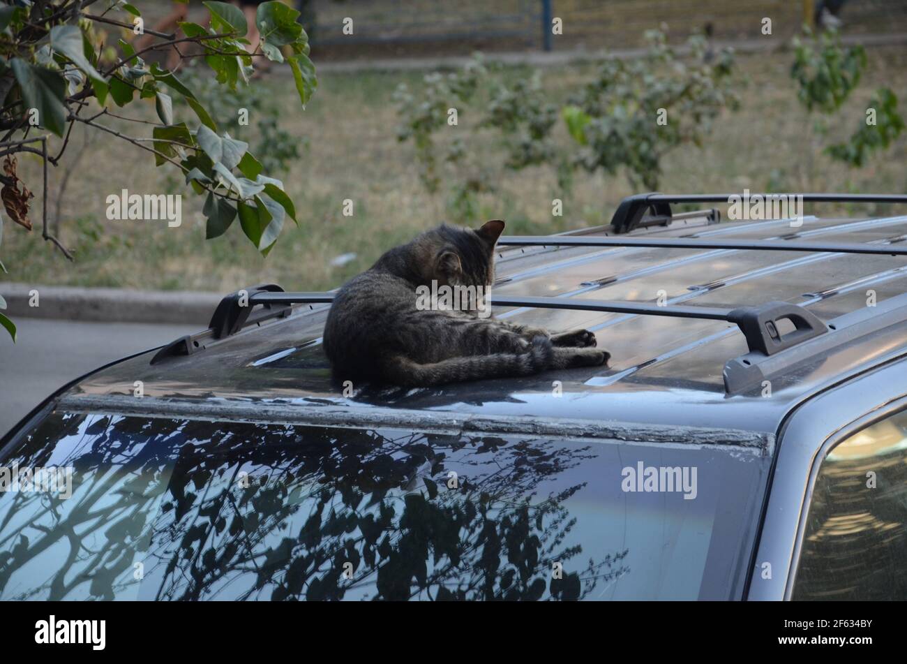 yard cat resting on the car, cat Stock Photo
