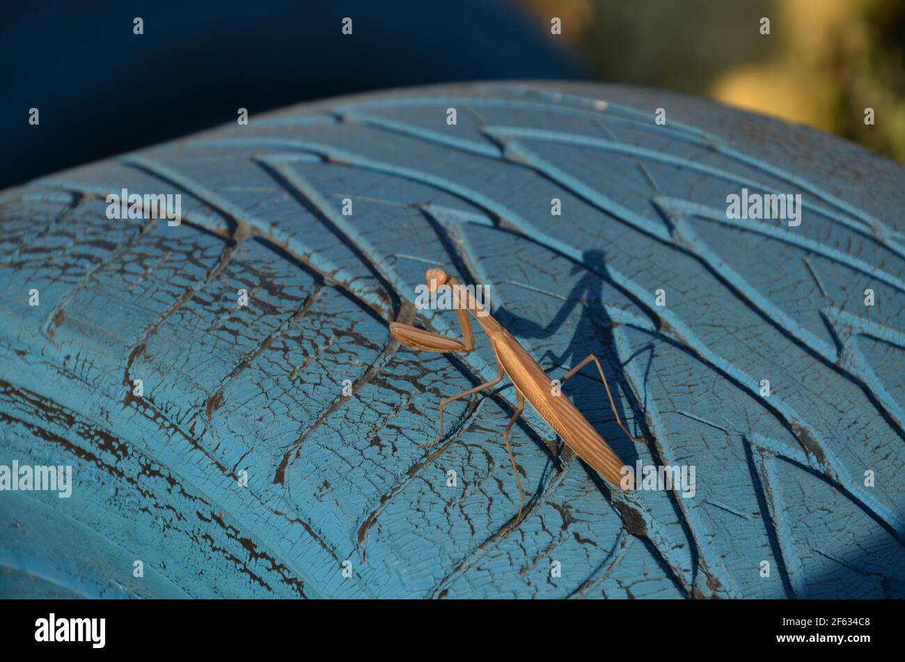 praying mantis on a blue wheel Stock Photo