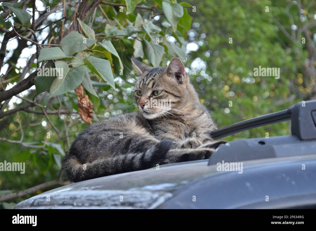 yard cat resting on the car, cat Stock Photo