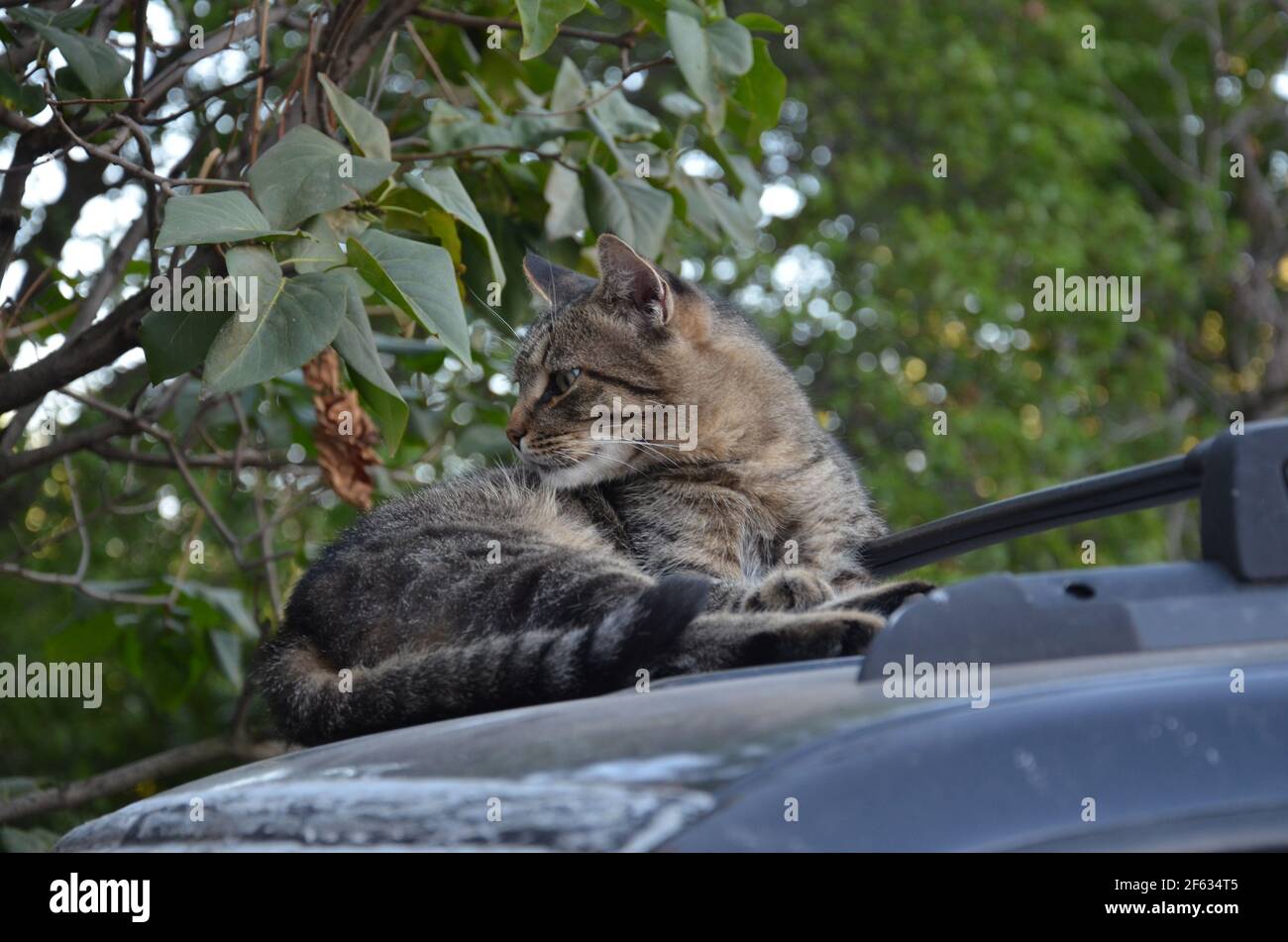 yard cat resting on the car, cat Stock Photo