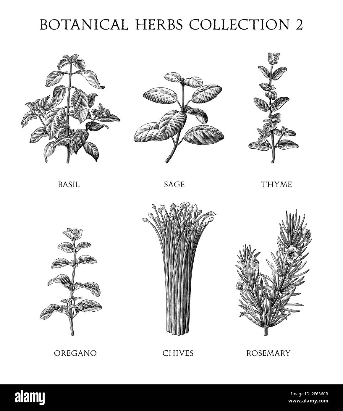 Botanical herbs collection hand draw engraving style black and white