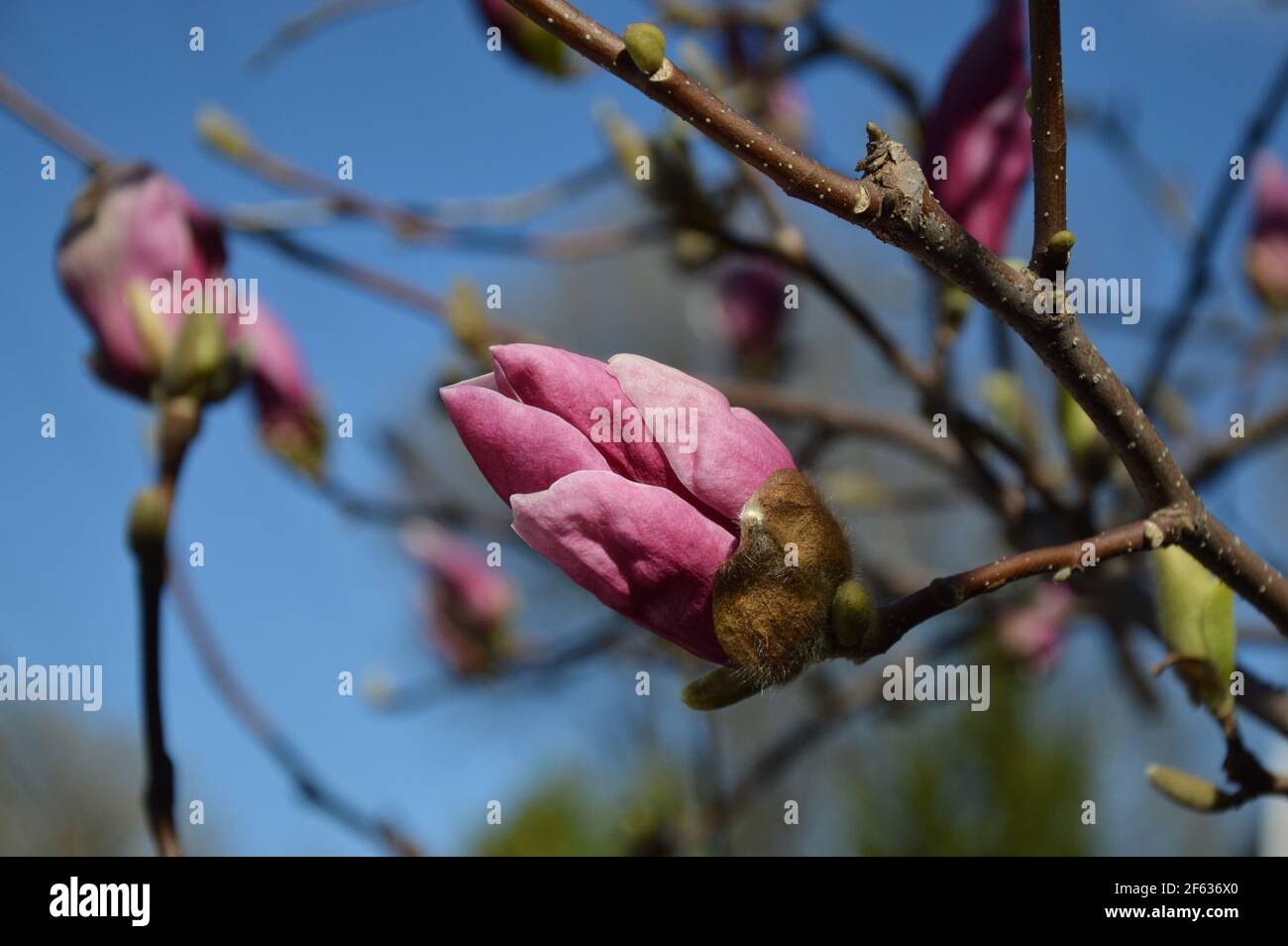 Blooming flowers in Spring Stock Photo