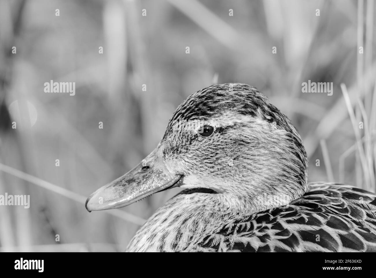 Portrait of a female Mallard (Anas platyrhyncos) Stock Photo