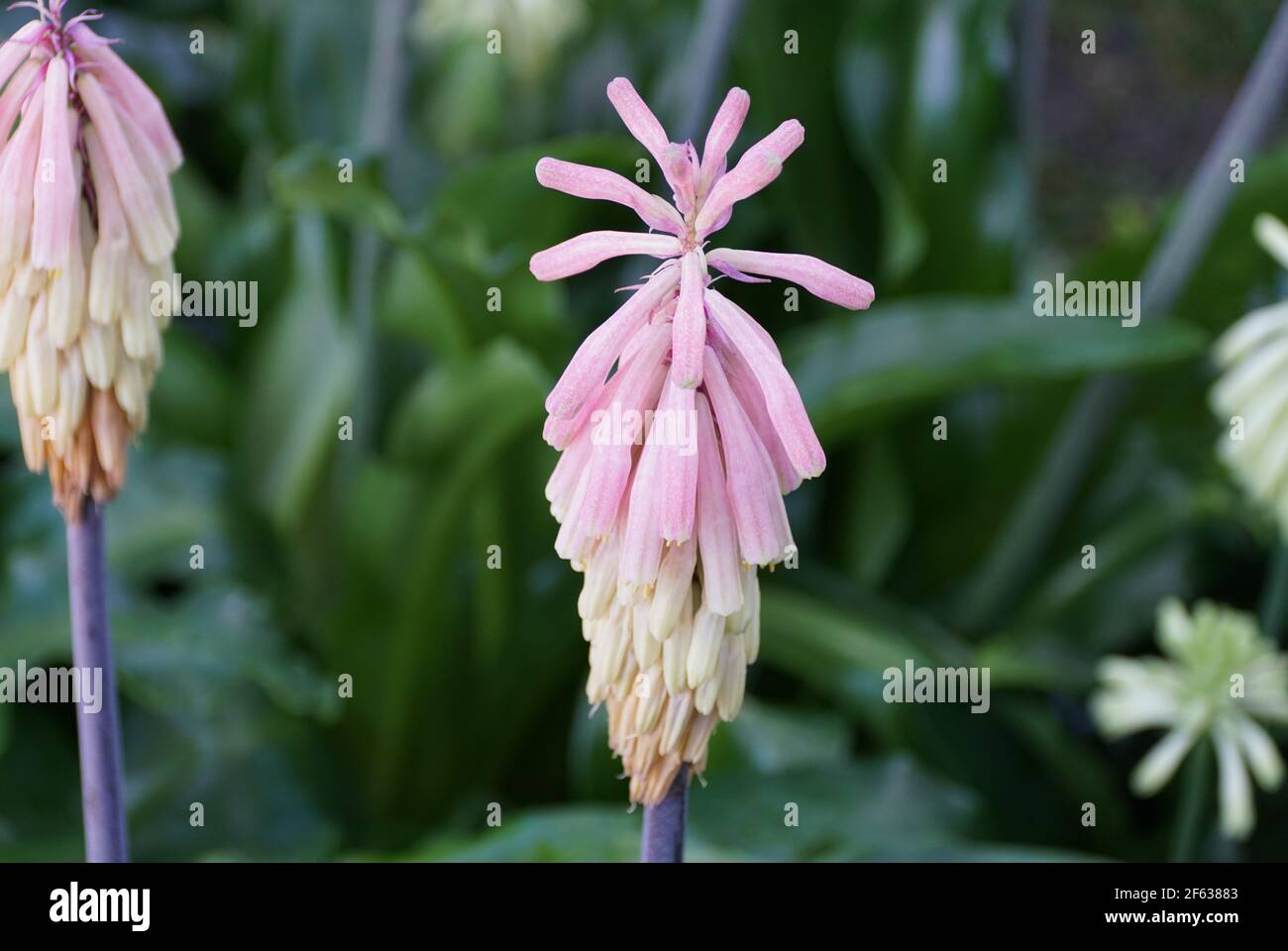 The Winter Red-Hot-Poker flowers, with scientific name Veltheimia Bracteata Stock Photo
