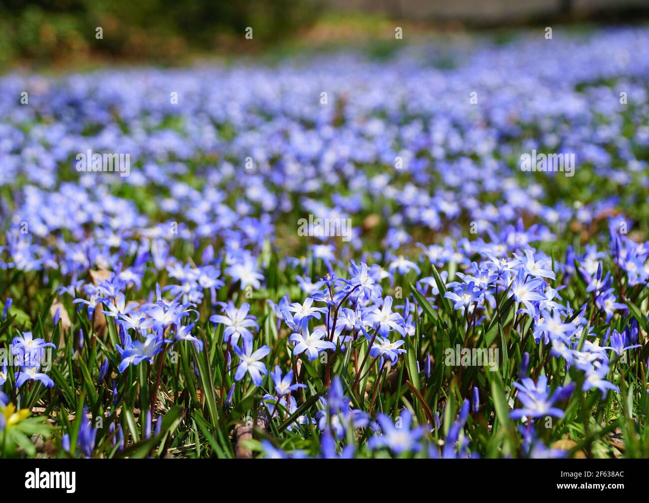 Tiny blue Early Snow Glories flowers blooming in the Spring Stock Photo