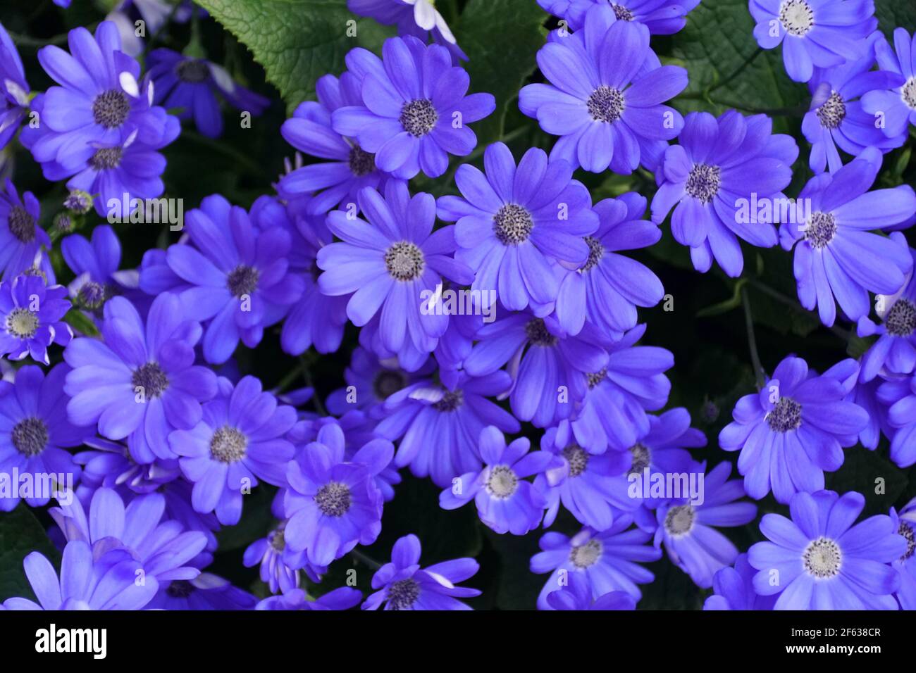 Bright blue color of Hybrid Cineraria flowers , with the scientific name Pericallis Hybrida Stock Photo