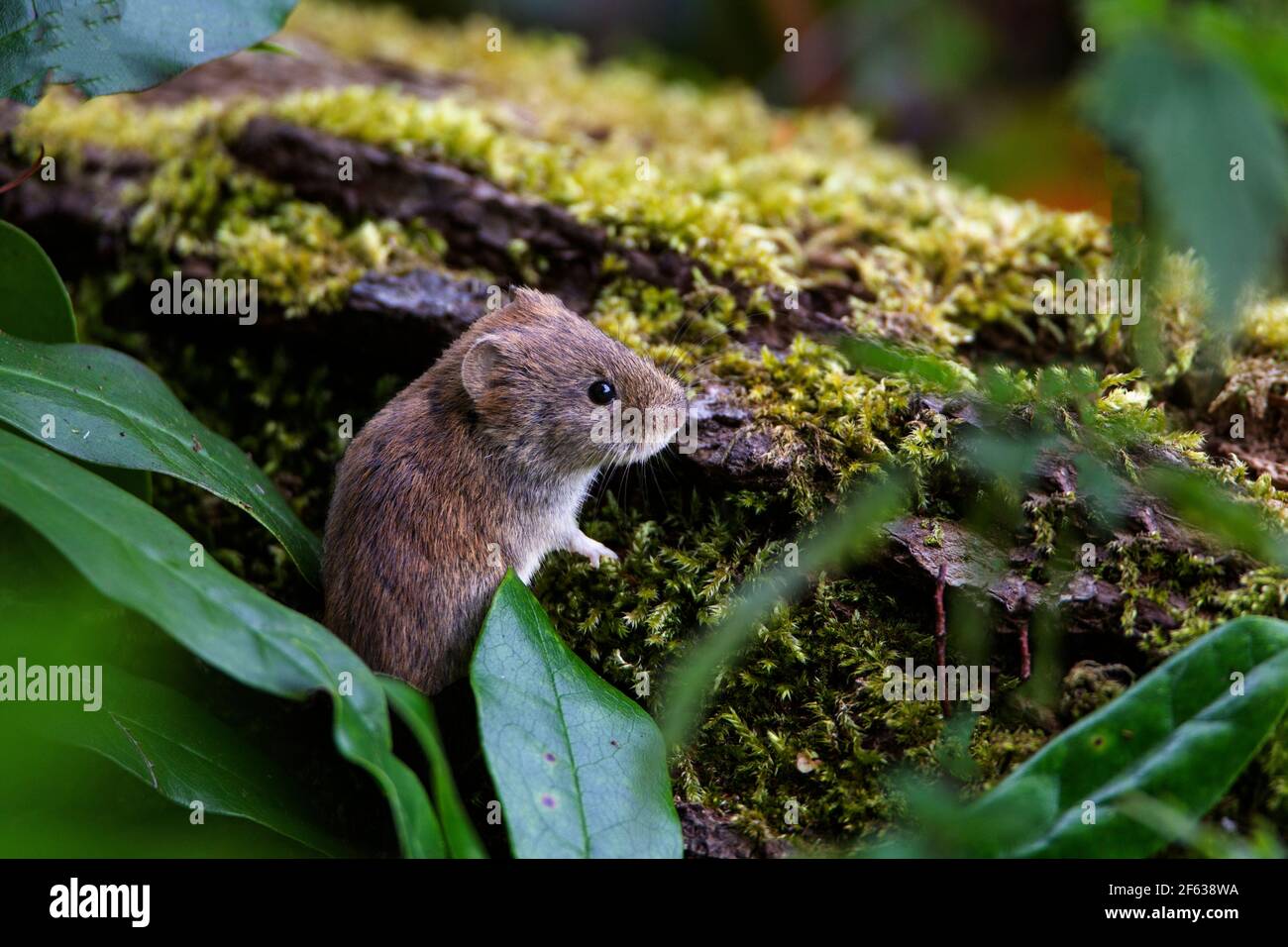 Single Bank Vole Myodes glareolus climbing out from leafy undergrowth ...