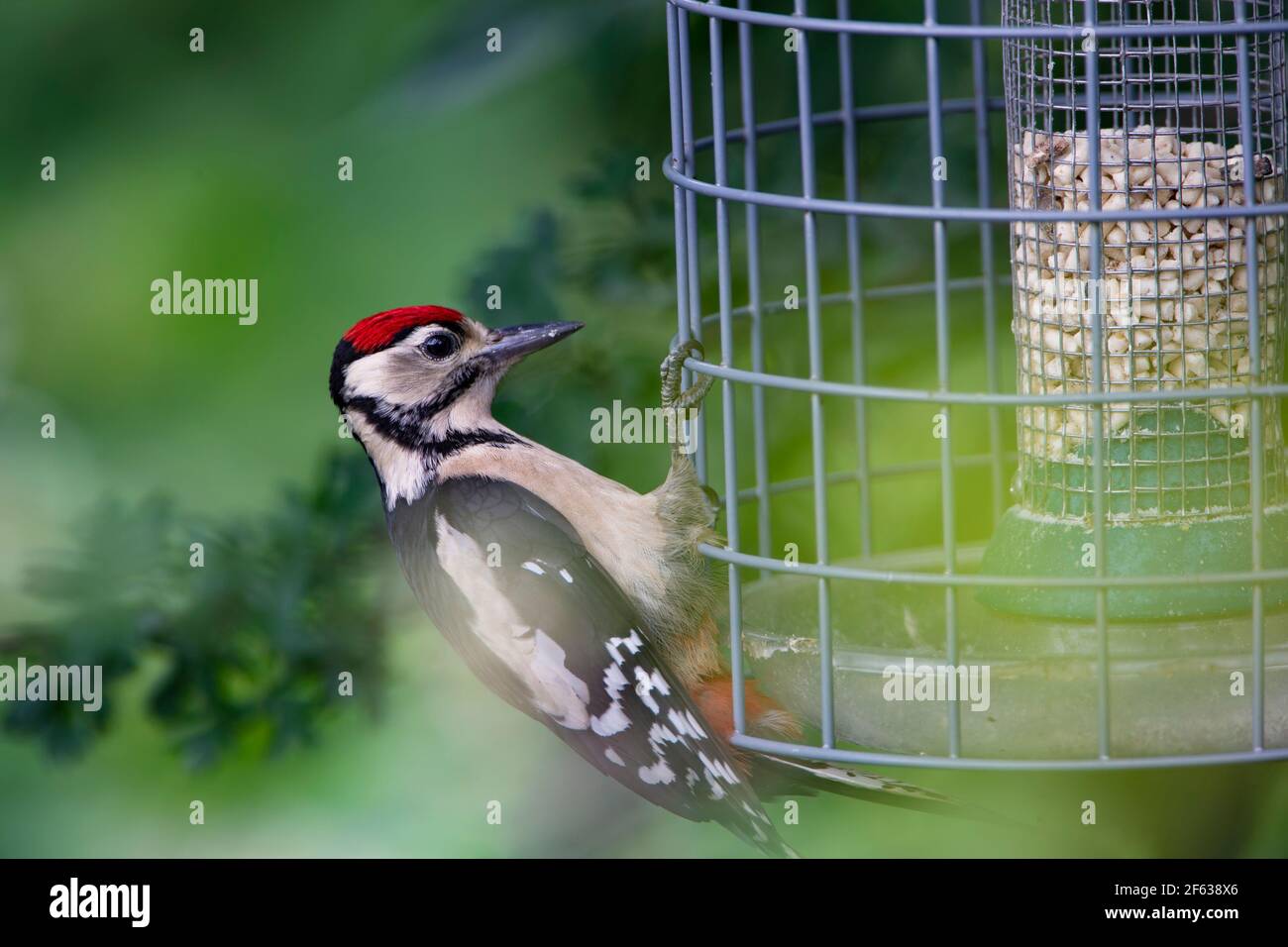 Juvenile Great Spotted Woodpecker Dendrocopos major perching on the side of a squirrel proof bird cage to prevent access to the food Stock Photo