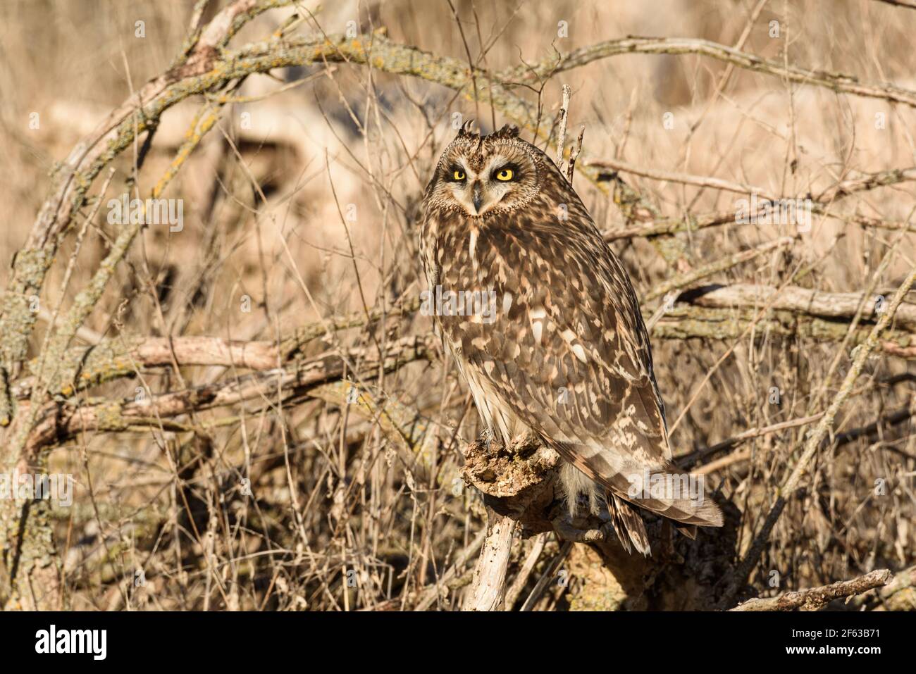 Short-eared owl camouflaged in winter brush in the Skagit valley while wintering in Washington State Stock Photo