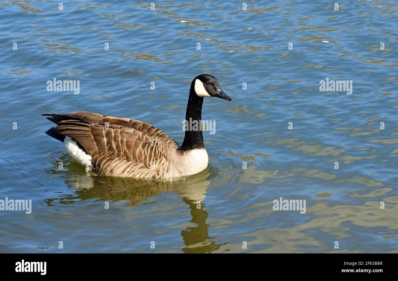 Canada Goose swimming on river with reflections Stock Photo