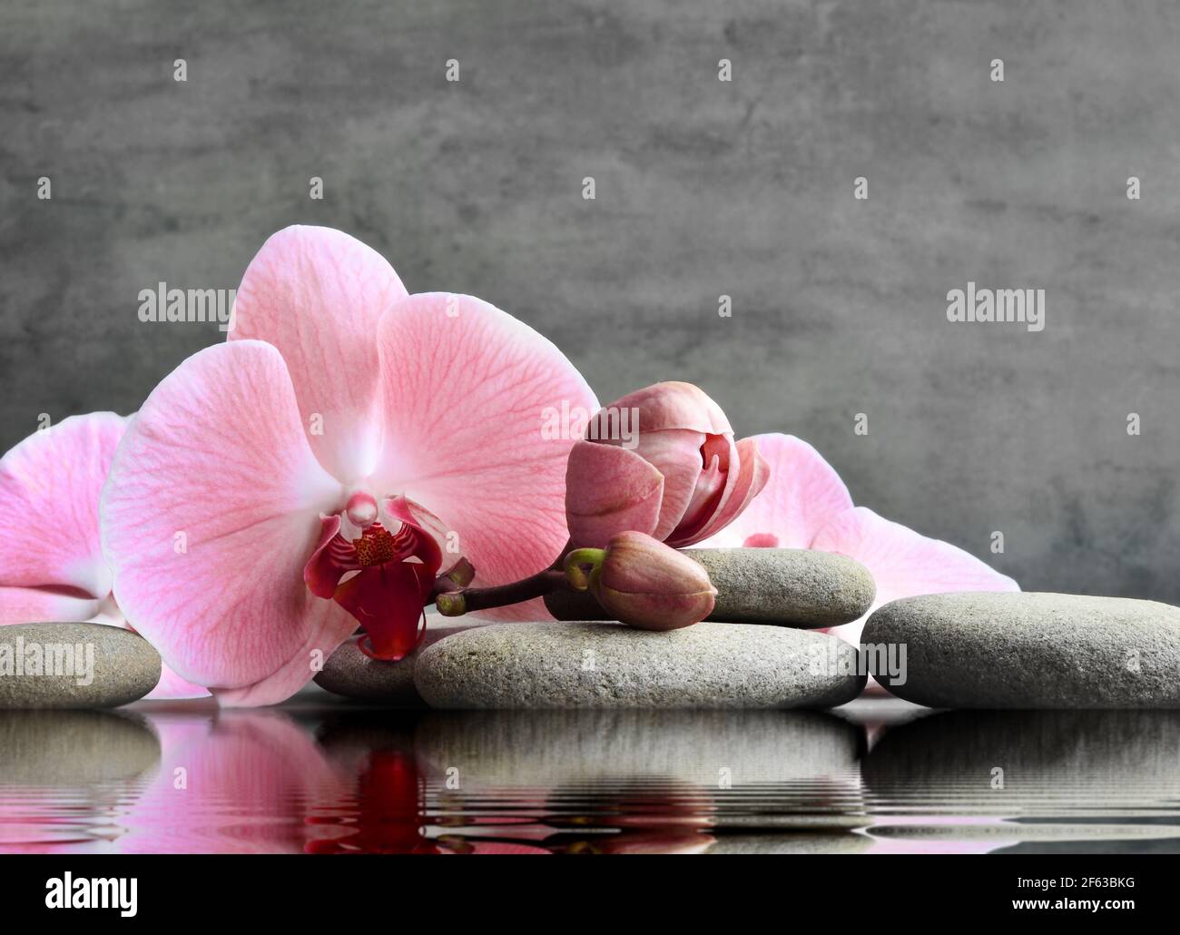 Set of pink orchid and gray spa stones on water and reflection. Spa concept. Stock Photo