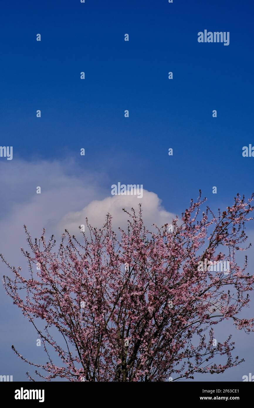 photo of the top of a cherry tree, with pink flowers, in the background a blue spring sky with some white clouds Stock Photo