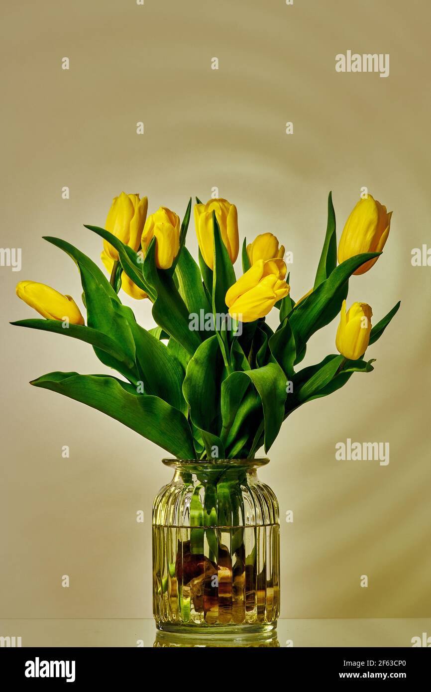 Tulips are always up-to-date, modern and send us back to Holland, even though we know that they were originally grown in Turkey and given to Holland, Stock Photo