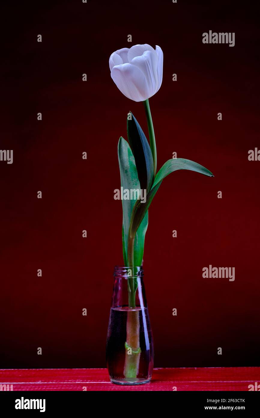 a single white tulip in a glass vase, bottle, red background, summer lighting, I see this photo in a notebook or illustrating a book. Stock Photo