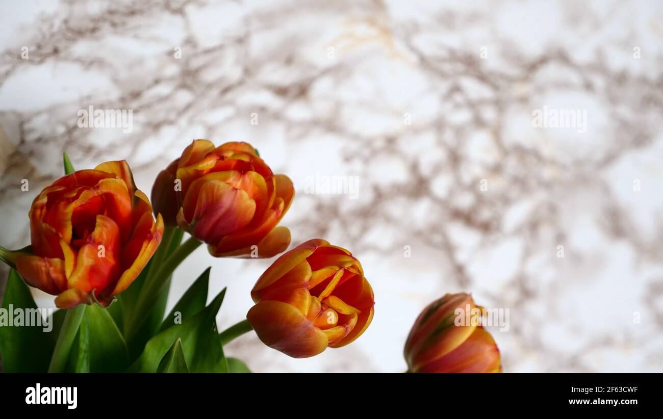 Orange flowers of Dutch tulips on a white marble background with copy space, copypaste. International Women's Day, Mother's, March 8, Valentine's, Blonde, Daughters, Beauty. Stock Photo
