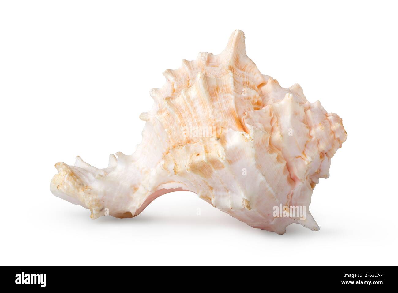 Beautiful sea shell isolated on a white background Stock Photo