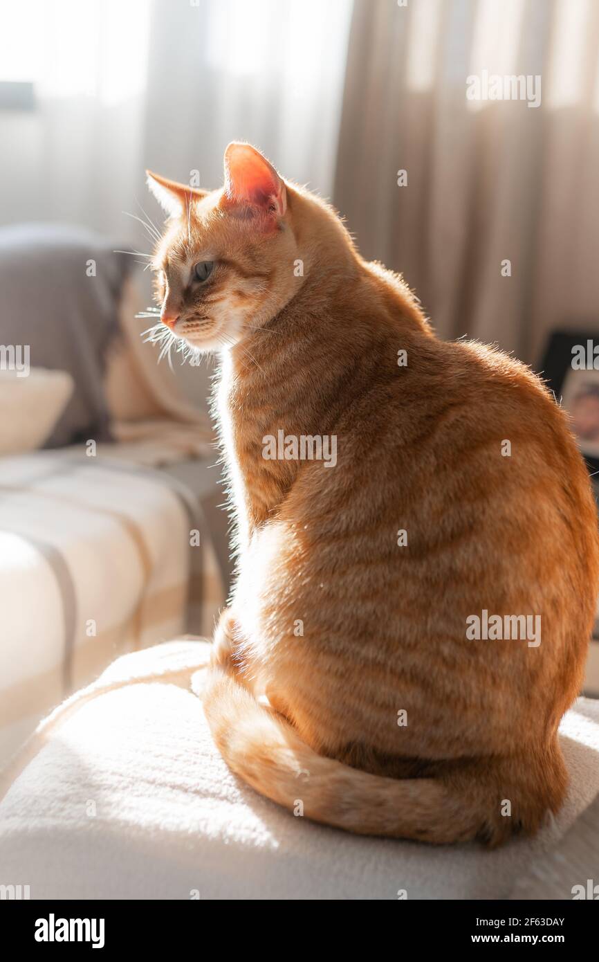 brown tabby cat with green eyes lying on a sofa under the light of the ...