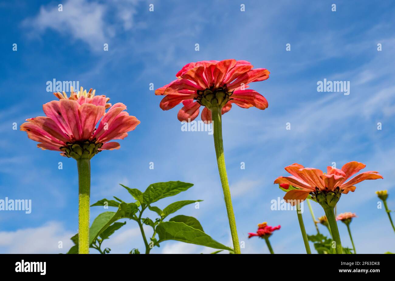 Three reddish pink Zinnias looking up at a blue sky in the background Stock Photo