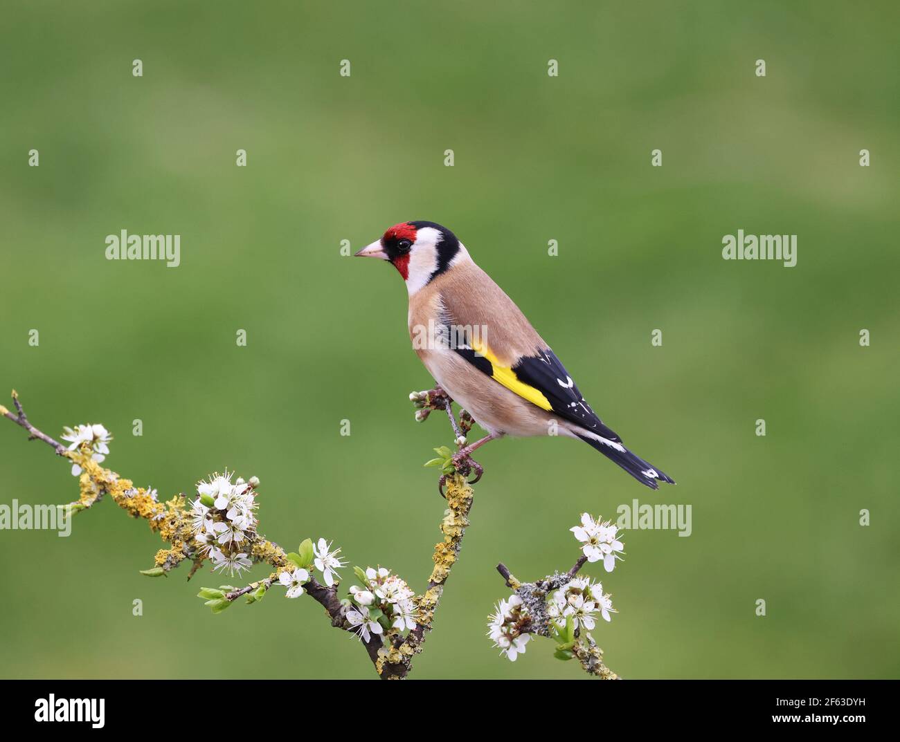 Goldfinch, Carduelis Carduelis, on a Blackthorn branch with blossom. Mid Wales 2021. Early spring Stock Photo