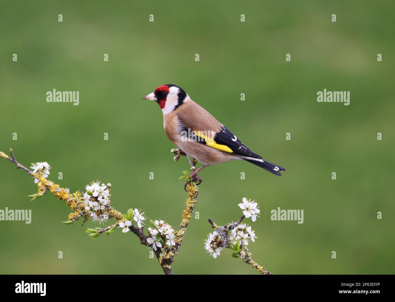 Goldfinch, Carduelis Carduelis, on a Blackthorn branch with blossom. Mid Wales 2021. Early spring Stock Photo